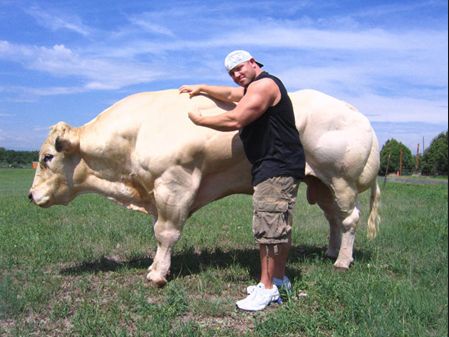 Αποτέλεσμα εικόνας για cows with muscles
