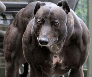 muscular-dog-gene.jpg